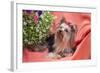 Yorkshire Terrier lying on salmon colored fabric-Zandria Muench Beraldo-Framed Photographic Print