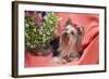 Yorkshire Terrier lying on salmon colored fabric-Zandria Muench Beraldo-Framed Photographic Print