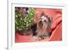 Yorkshire Terrier lying on salmon colored fabric-Zandria Muench Beraldo-Framed Photographic Print