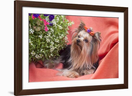 Yorkshire Terrier lying on salmon colored fabric-Zandria Muench Beraldo-Framed Photographic Print