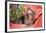 Yorkshire Terrier lying on salmon colored fabric-Zandria Muench Beraldo-Framed Photographic Print