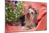 Yorkshire Terrier lying on salmon colored fabric-Zandria Muench Beraldo-Mounted Photographic Print