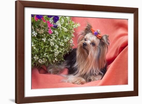 Yorkshire Terrier lying on salmon colored fabric-Zandria Muench Beraldo-Framed Photographic Print