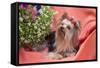 Yorkshire Terrier lying on salmon colored fabric-Zandria Muench Beraldo-Framed Stretched Canvas