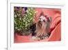 Yorkshire Terrier lying on salmon colored fabric-Zandria Muench Beraldo-Framed Premium Photographic Print