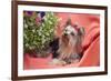 Yorkshire Terrier lying on salmon colored fabric-Zandria Muench Beraldo-Framed Premium Photographic Print
