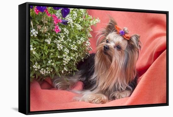 Yorkshire Terrier lying on salmon colored fabric-Zandria Muench Beraldo-Framed Stretched Canvas