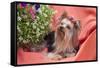 Yorkshire Terrier lying on salmon colored fabric-Zandria Muench Beraldo-Framed Stretched Canvas