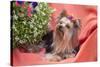 Yorkshire Terrier lying on salmon colored fabric-Zandria Muench Beraldo-Stretched Canvas