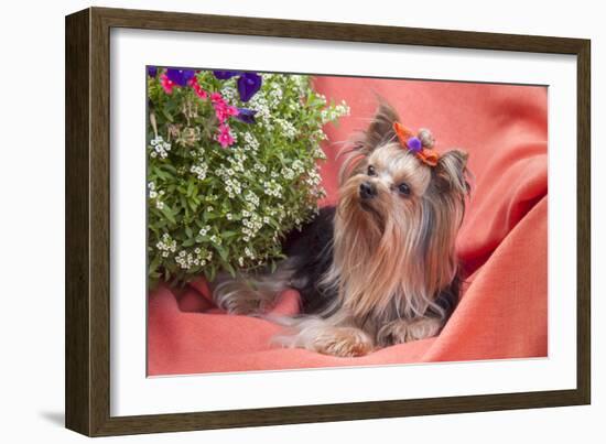 Yorkshire Terrier lying on salmon colored fabric-Zandria Muench Beraldo-Framed Photographic Print