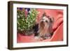 Yorkshire Terrier lying on salmon colored fabric-Zandria Muench Beraldo-Framed Photographic Print