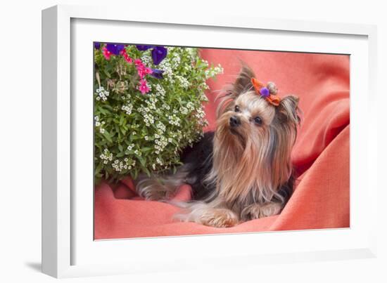 Yorkshire Terrier lying on salmon colored fabric-Zandria Muench Beraldo-Framed Photographic Print