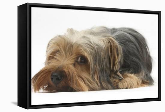 Yorkshire Terrier, Lying with Chin on the Floor-Mark Taylor-Framed Stretched Canvas