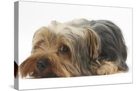 Yorkshire Terrier, Lying with Chin on the Floor-Mark Taylor-Stretched Canvas