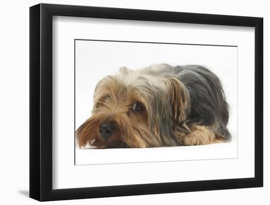 Yorkshire Terrier, Lying with Chin on the Floor-Mark Taylor-Framed Photographic Print