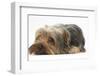 Yorkshire Terrier, Lying with Chin on the Floor-Mark Taylor-Framed Photographic Print