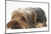 Yorkshire Terrier, Lying with Chin on the Floor-Mark Taylor-Mounted Photographic Print