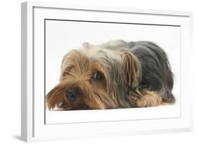 Yorkshire Terrier, Lying with Chin on the Floor-Mark Taylor-Framed Photographic Print