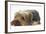 Yorkshire Terrier, Lying with Chin on the Floor-Mark Taylor-Framed Photographic Print