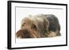 Yorkshire Terrier, Lying with Chin on the Floor-Mark Taylor-Framed Photographic Print