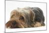 Yorkshire Terrier, Lying with Chin on the Floor-Mark Taylor-Mounted Photographic Print