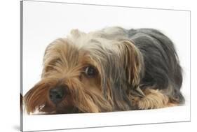 Yorkshire Terrier, Lying with Chin on the Floor-Mark Taylor-Stretched Canvas