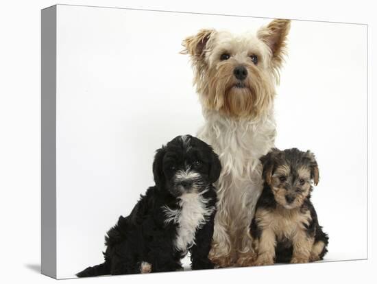 Yorkshire Terrier Mother, Evie, and Yorkipoo Pups, 7 Weeks Old-Mark Taylor-Stretched Canvas