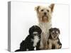 Yorkshire Terrier Mother, Evie, and Yorkipoo Pups, 7 Weeks Old-Mark Taylor-Stretched Canvas