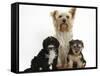 Yorkshire Terrier Mother, Evie, and Yorkipoo Pups, 7 Weeks Old-Mark Taylor-Framed Stretched Canvas