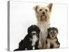 Yorkshire Terrier Mother, Evie, and Yorkipoo Pups, 7 Weeks Old-Mark Taylor-Stretched Canvas