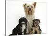 Yorkshire Terrier Mother, Evie, and Yorkipoo Pups, 7 Weeks Old-Mark Taylor-Stretched Canvas