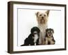 Yorkshire Terrier Mother, Evie, and Yorkipoo Pups, 7 Weeks Old-Mark Taylor-Framed Premium Photographic Print