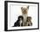Yorkshire Terrier Mother, Evie, and Yorkipoo Pups, 7 Weeks Old-Mark Taylor-Framed Premium Photographic Print