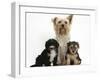 Yorkshire Terrier Mother, Evie, and Yorkipoo Pups, 7 Weeks Old-Mark Taylor-Framed Premium Photographic Print