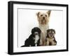 Yorkshire Terrier Mother, Evie, and Yorkipoo Pups, 7 Weeks Old-Mark Taylor-Framed Photographic Print