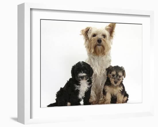 Yorkshire Terrier Mother, Evie, and Yorkipoo Pups, 7 Weeks Old-Mark Taylor-Framed Photographic Print