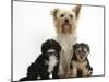 Yorkshire Terrier Mother, Evie, and Yorkipoo Pups, 7 Weeks Old-Mark Taylor-Mounted Photographic Print