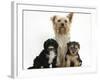 Yorkshire Terrier Mother, Evie, and Yorkipoo Pups, 7 Weeks Old-Mark Taylor-Framed Photographic Print