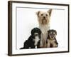 Yorkshire Terrier Mother, Evie, and Yorkipoo Pups, 7 Weeks Old-Mark Taylor-Framed Photographic Print