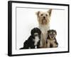 Yorkshire Terrier Mother, Evie, and Yorkipoo Pups, 7 Weeks Old-Mark Taylor-Framed Photographic Print