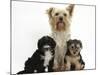 Yorkshire Terrier Mother, Evie, and Yorkipoo Pups, 7 Weeks Old-Mark Taylor-Mounted Photographic Print