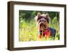 Yorkshire Terrier Outdoors-photobac-Framed Photographic Print