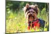 Yorkshire Terrier Outdoors-photobac-Mounted Photographic Print