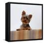 Yorkshire Terrier Portrait-Jane Burton-Framed Stretched Canvas