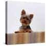 Yorkshire Terrier Portrait-Jane Burton-Stretched Canvas