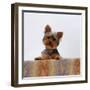 Yorkshire Terrier Portrait-Jane Burton-Framed Photographic Print