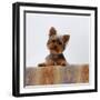 Yorkshire Terrier Portrait-Jane Burton-Framed Photographic Print