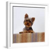 Yorkshire Terrier Portrait-Jane Burton-Framed Photographic Print