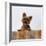 Yorkshire Terrier Portrait-Jane Burton-Framed Photographic Print