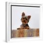 Yorkshire Terrier Portrait-Jane Burton-Framed Photographic Print